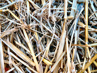 Organic Straw